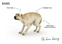 Herken-de-lichaamstaal-van-je-hond (3)